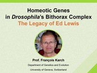 Homeotic genes in Drosophila's bithorax complex - The legacy of Ed Lewis