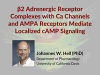 β2 adrenergic receptor complexes mediate localized cAMP signaling