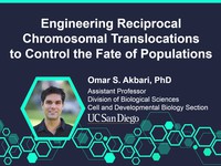 Engineering reciprocal chromosomal translocations to control the fate of populations