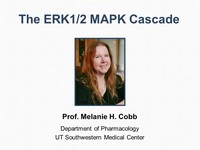 The ERK1/2 MAPK cascade