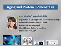 Aging and protein homeostasis