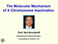 The molecular mechanism of X chromosome inactivation