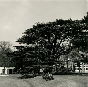 Dartford Cedar Tree_001