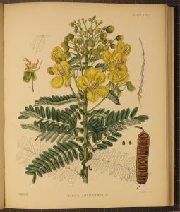 Plate XXXIII - Cassia Auriculata